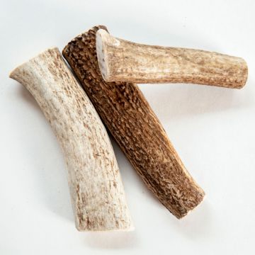 Whole Elk Antler (3 pieces)