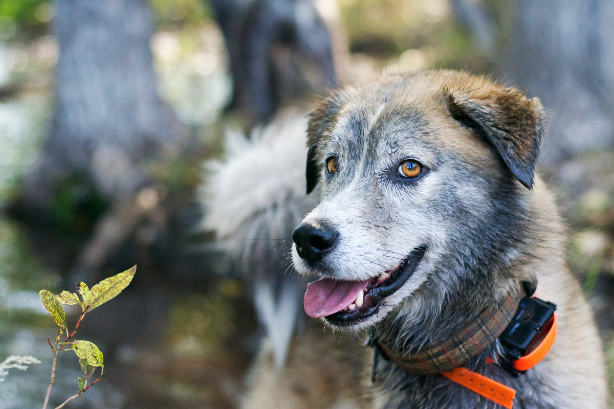 Idahound makes premium raw foods and treats, using grass-fed proteins sourced exclusively in Idaho. Create an account to see your pricing!