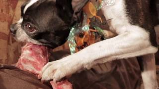 Raw Meaty Bones Video